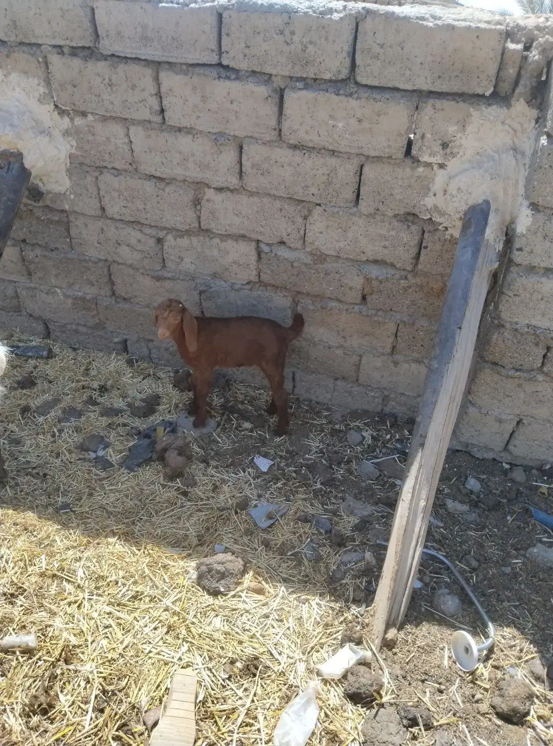 بز‌.|حیوانات مزرعه|زهک, |دیوار