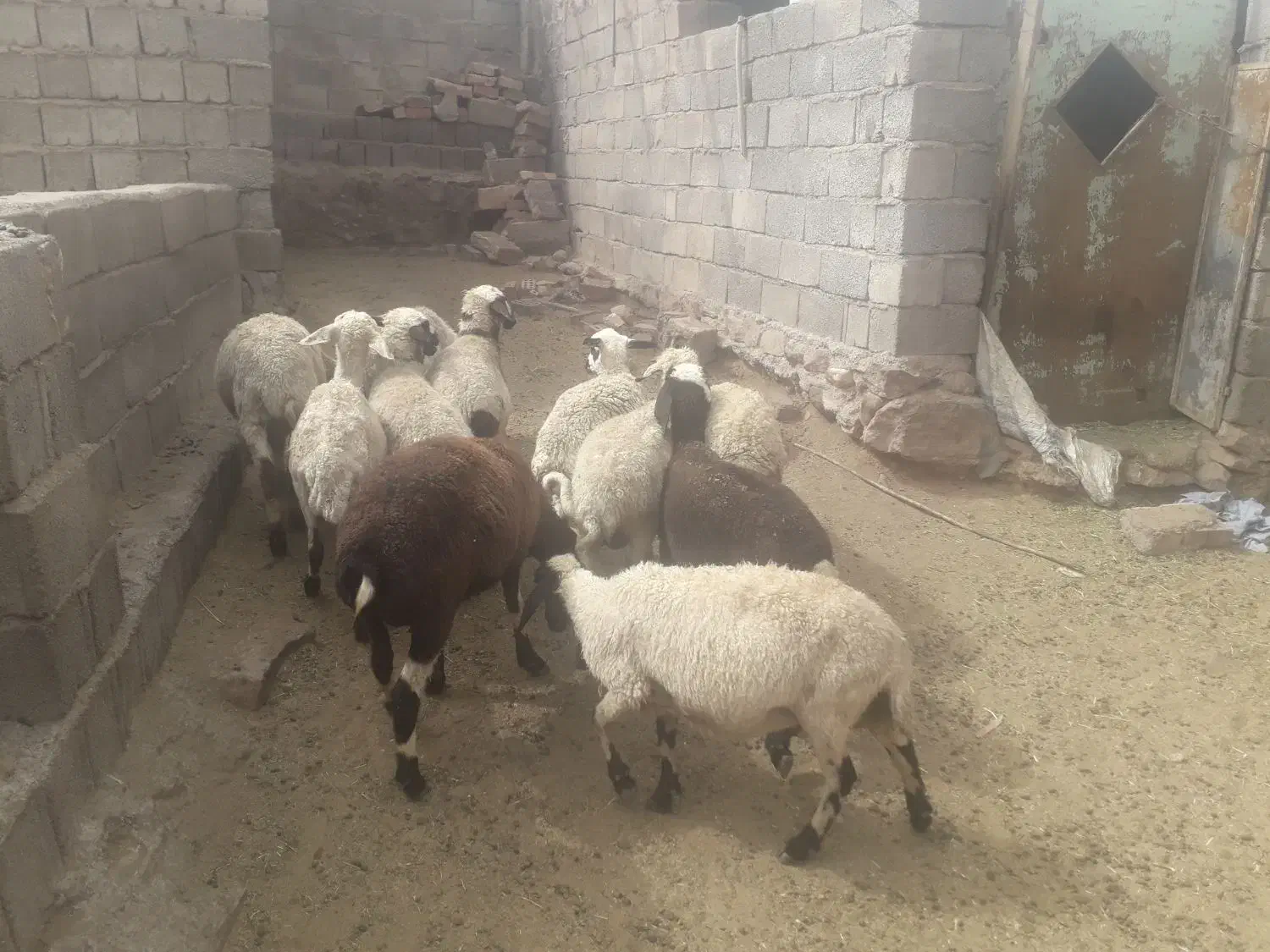 میش بره بز گوسفند کره اواستا دونه ای ۱۴|حیوانات مزرعه|کرمان, |دیوار