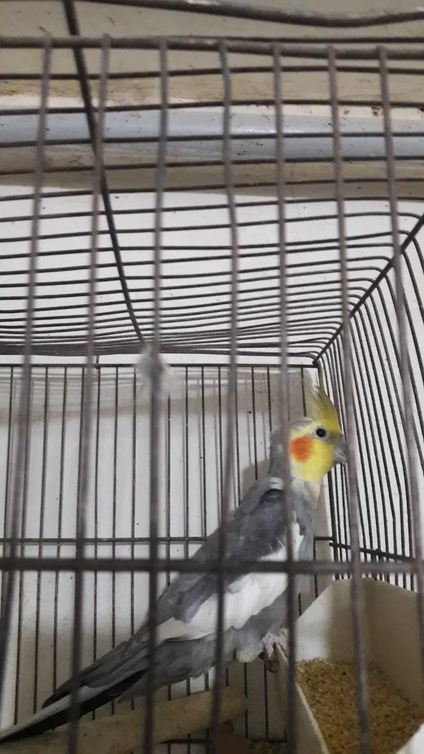 عروس و مرغ عشق|پرنده|بومهن, |دیوار