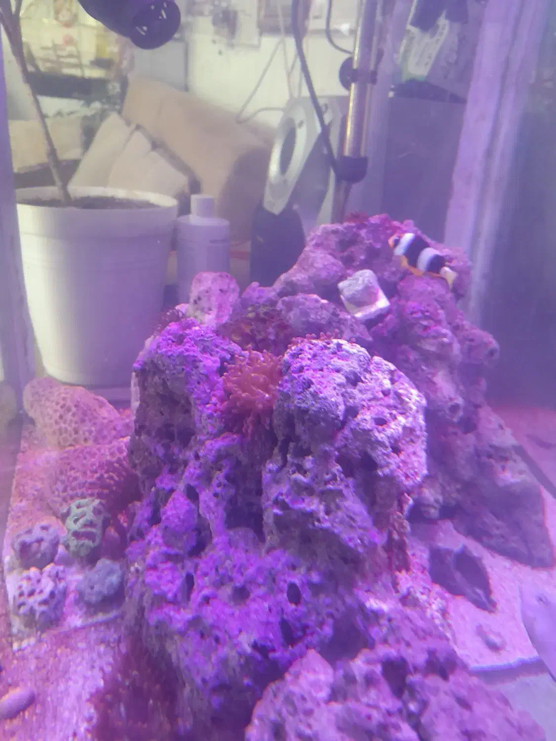 اکواریوم ابشورکامل|ماهی|کرمانشاه, |دیوار