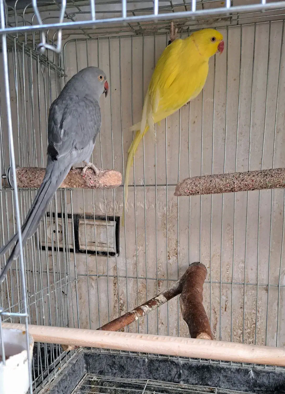 طوطی|پرنده|بوکان, |دیوار