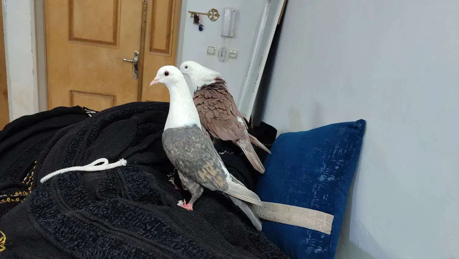 کله سفید کربلایی|پرنده|سبزوار, شرق کال جنوبی (شمس آبادی)|دیوار