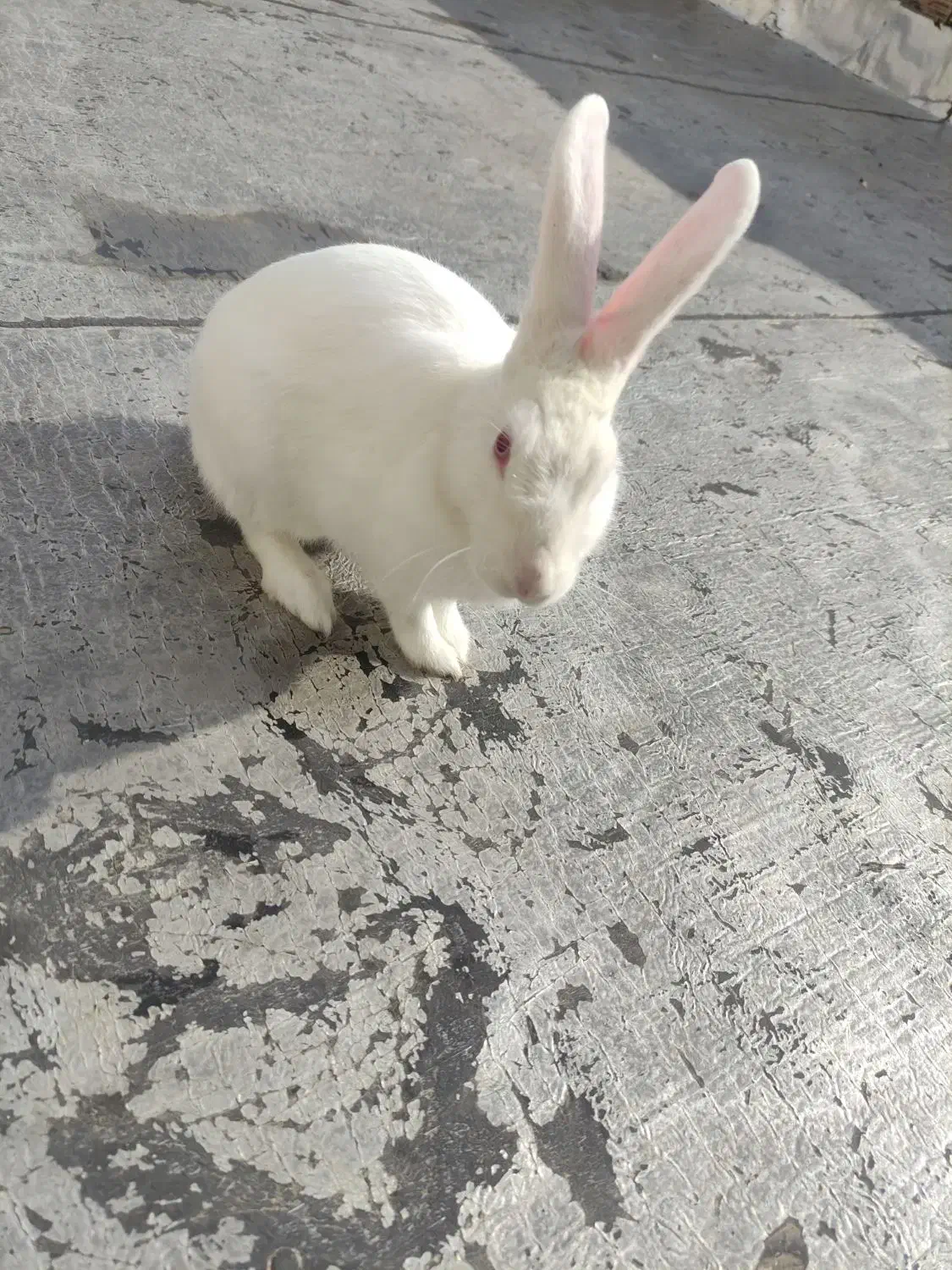 خرگوش خانگی|موش و خرگوش|مهاباد (آذربایجان غربی), |دیوار