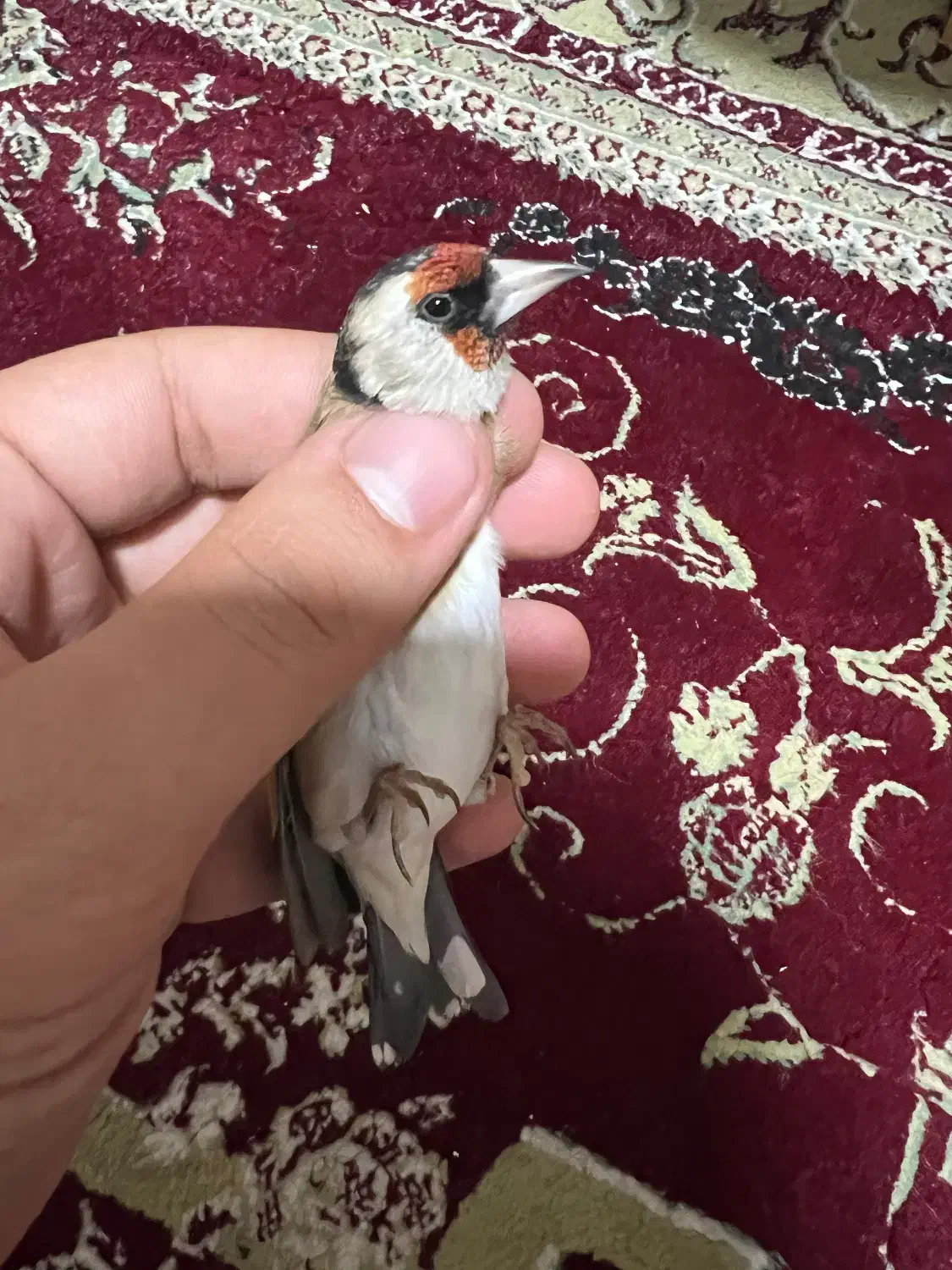 سهره|پرنده|شیراز, قالیشویی|دیوار