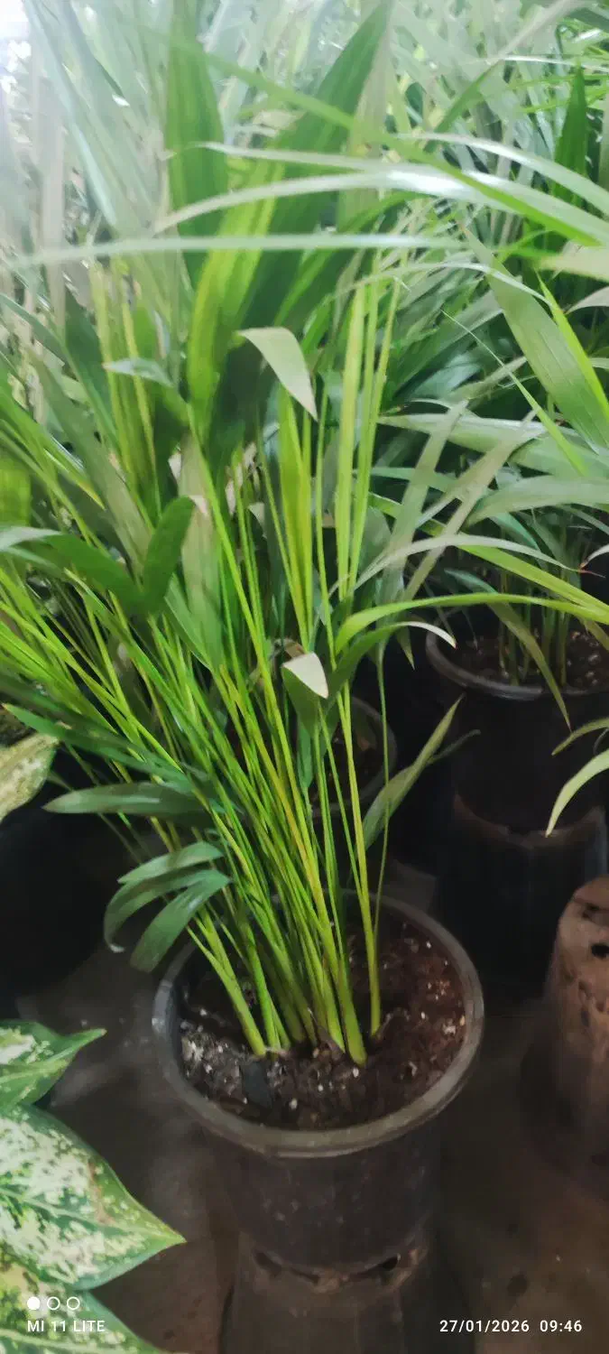 بامبو .بامبو رومیزی|گل و گیاه طبیعی|ورامین, ورامین|دیوار