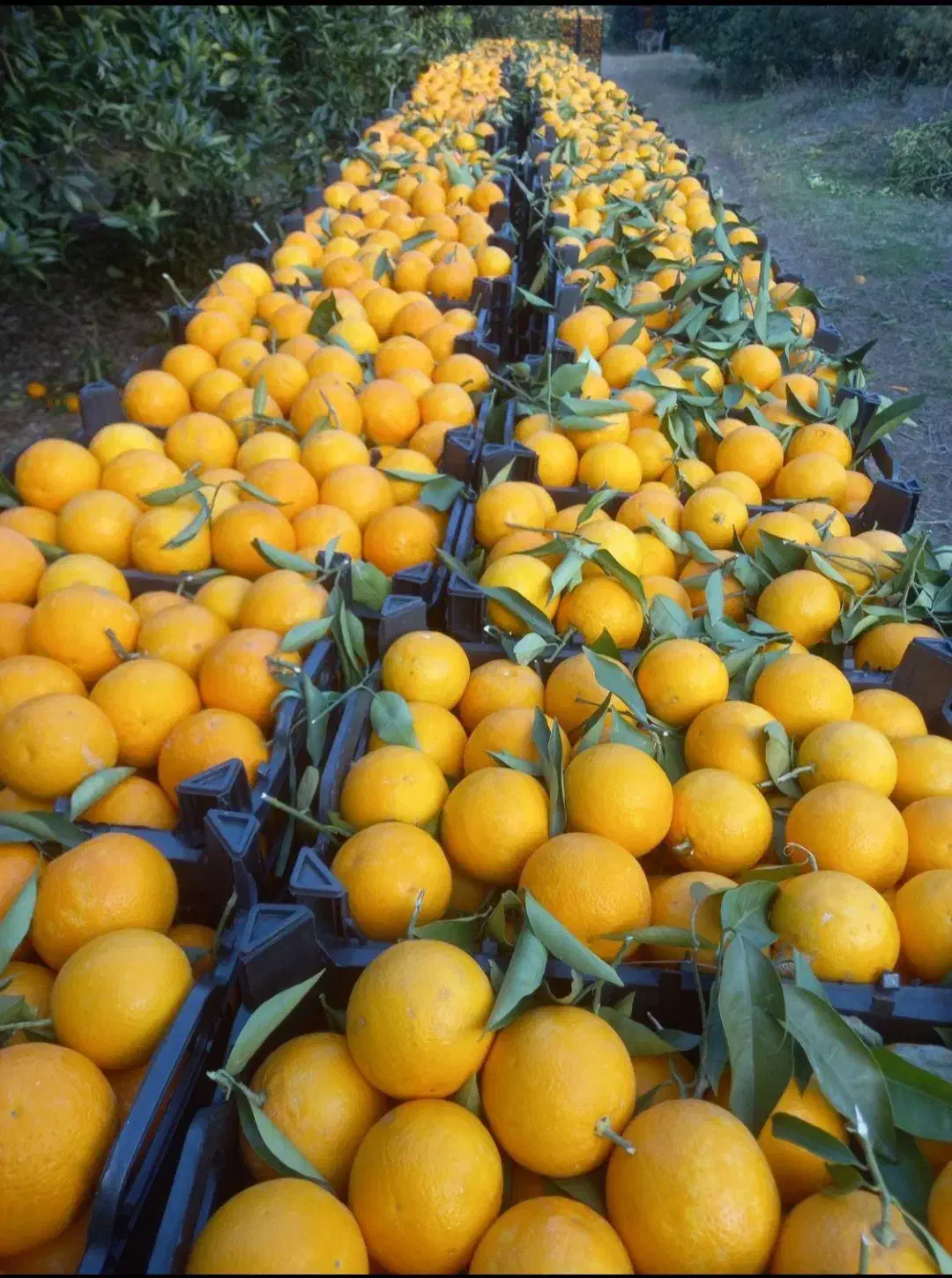 پرتقال نارنگی ژاپنی محلی|خوردنی و آشامیدنی|ساری, |دیوار