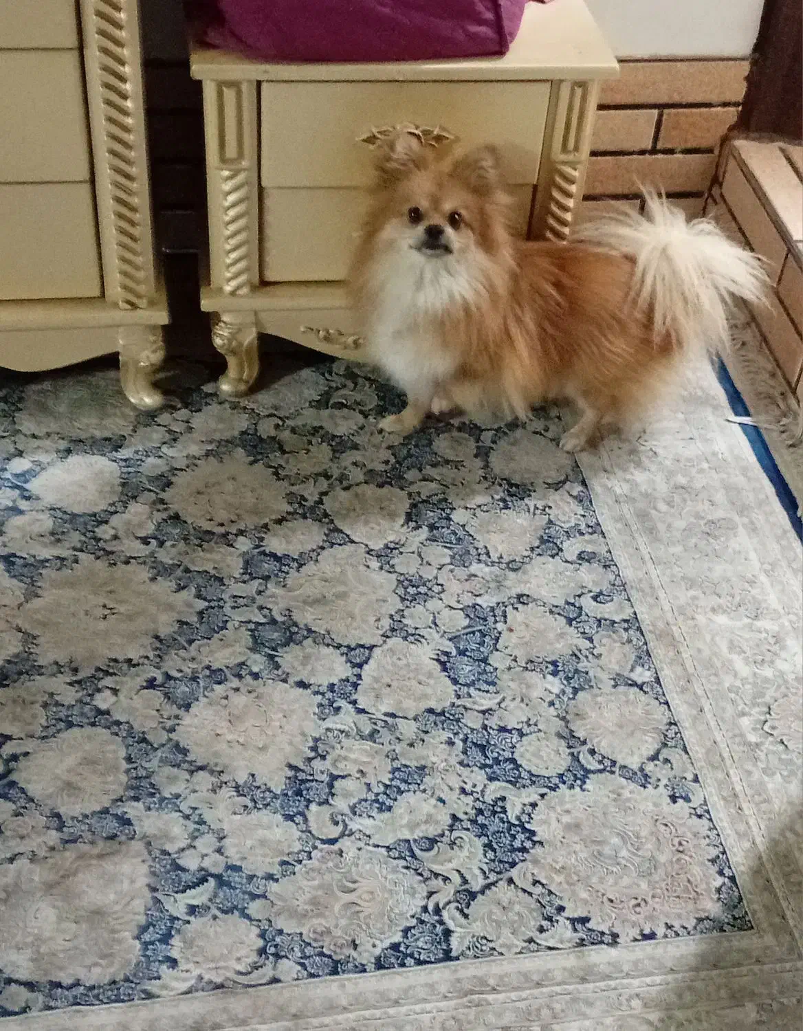 پامر خرسی نرمعاوضه باهندامزایده|سگ|پاکدشت, شهرک انقلاب|دیوار