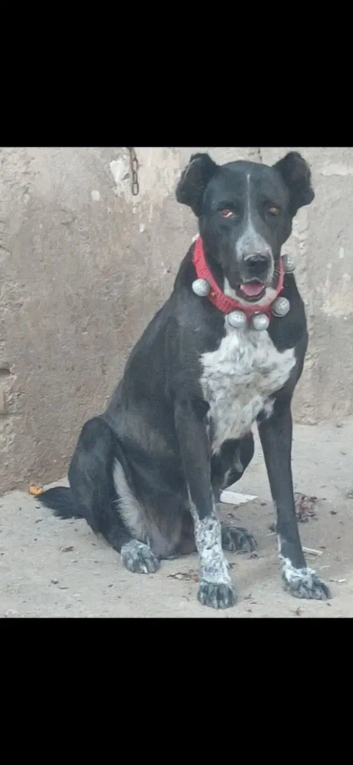 سگ نر وماده خراسانی نگهبان|سگ|قنوات, |دیوار