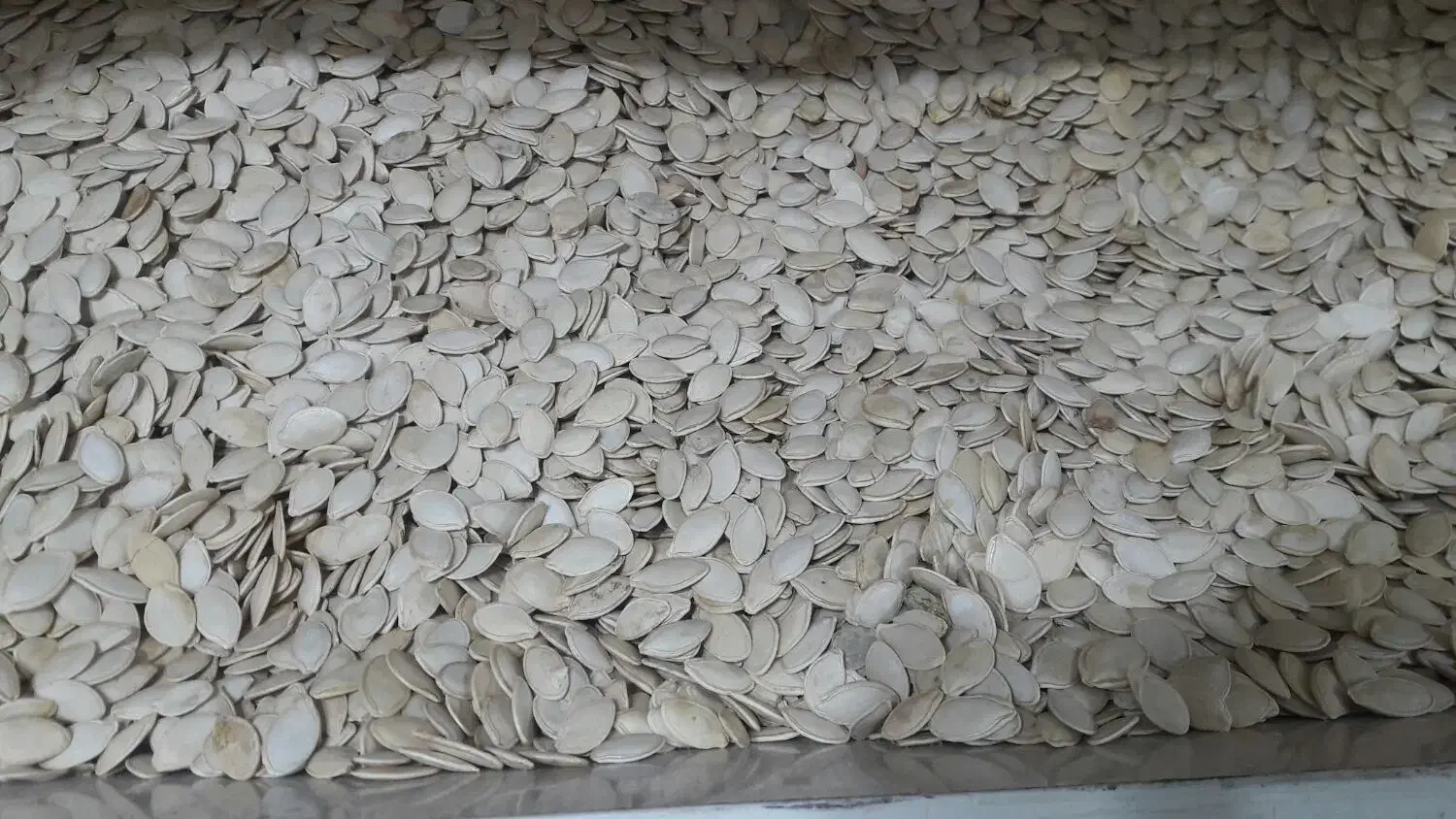 برنج عنبربو سال گذشته 250 کیلو|خوردنی و آشامیدنی|اردبیل, |دیوار