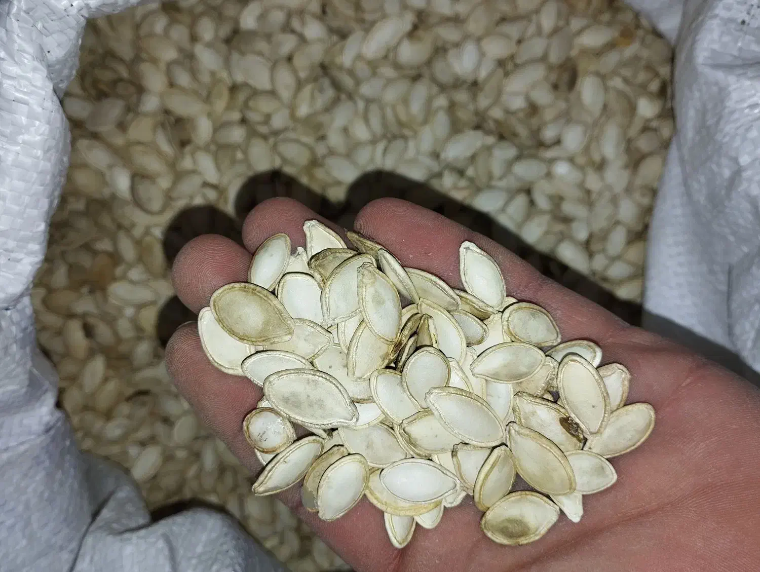 تخمه کدو گوشتی|عمده‌فروشی|فیروزآباد (آذربایجان), |دیوار