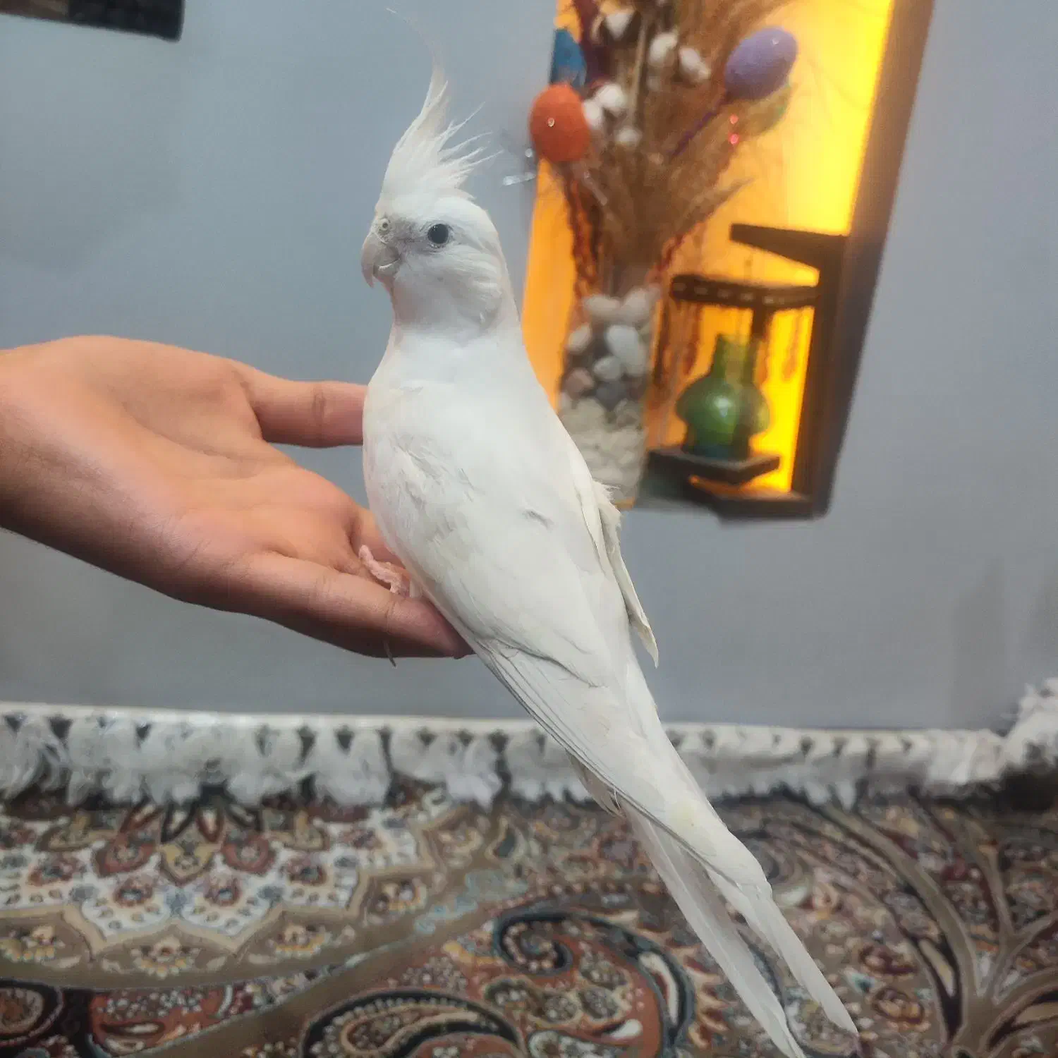 عروس هلندی آلبینو نر  دستی|پرنده|شیراز, پانصد دستگاه ارتش|دیوار