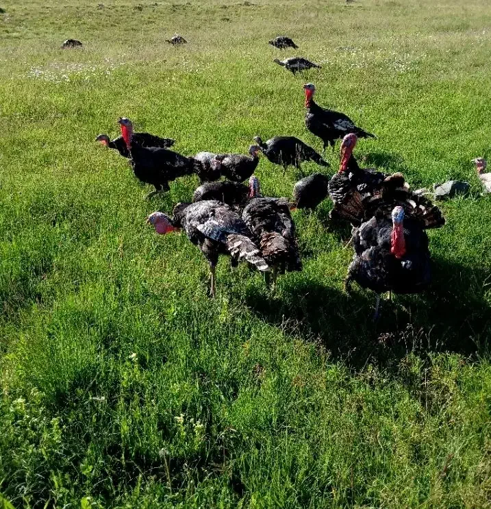 بوقلمون طبیعی|حیوانات مزرعه|قشلاق دشت, |دیوار