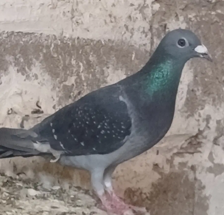 کفتر|پرنده|شادمهر, |دیوار