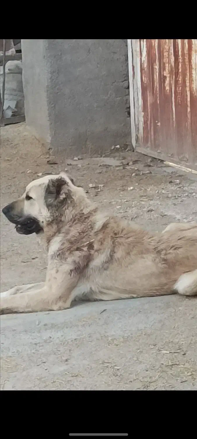 ماده سگ|سگ|قم, آزادگان|دیوار