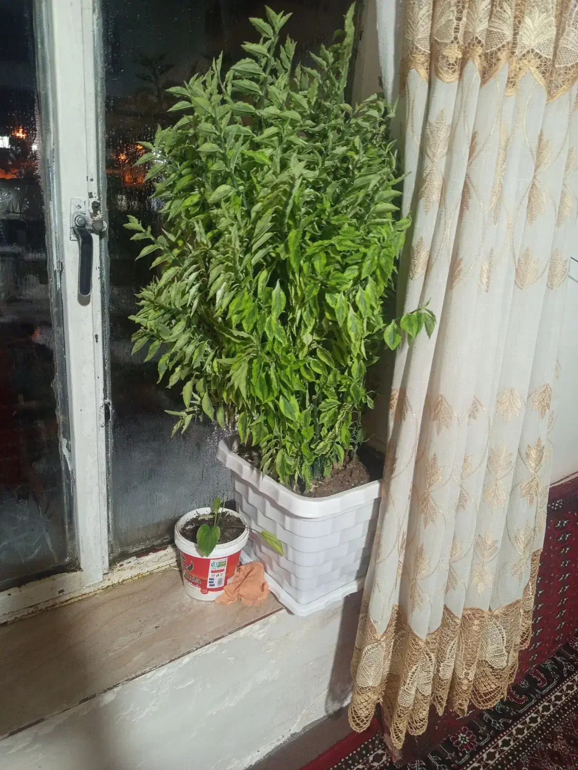 فروش دو عدد گل طبیعی|گل و گیاه طبیعی|مریوان, |دیوار