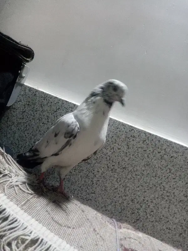 محمد|پرنده|یزد, |دیوار