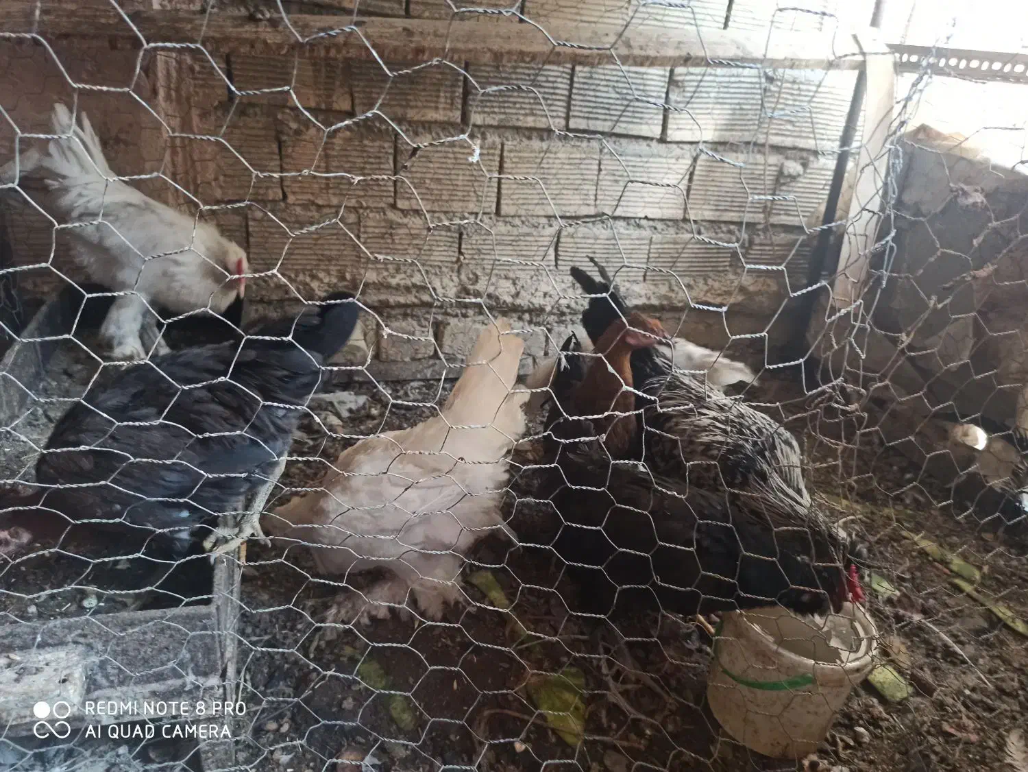 مرغ|حیوانات مزرعه|خمینی‌شهر, |دیوار