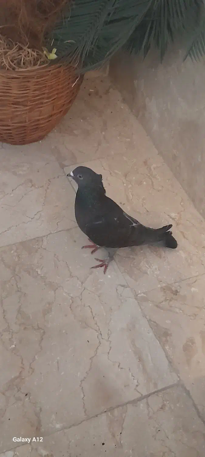 کبوتر زاغ کلادار کشیده نوک ریز تزئینی|حیوانات|قائم‌شهر, |دیوار