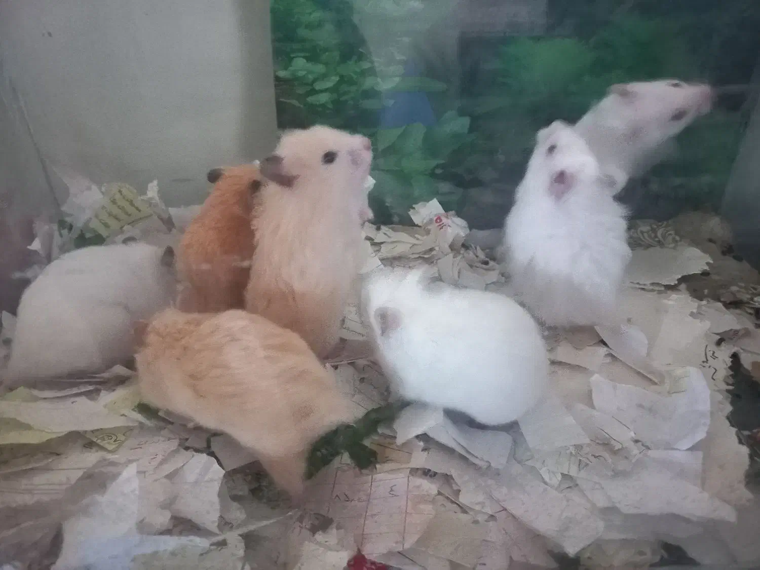 موش خرگوش همستر|موش و خرگوش|مشهد, عبادی|دیوار