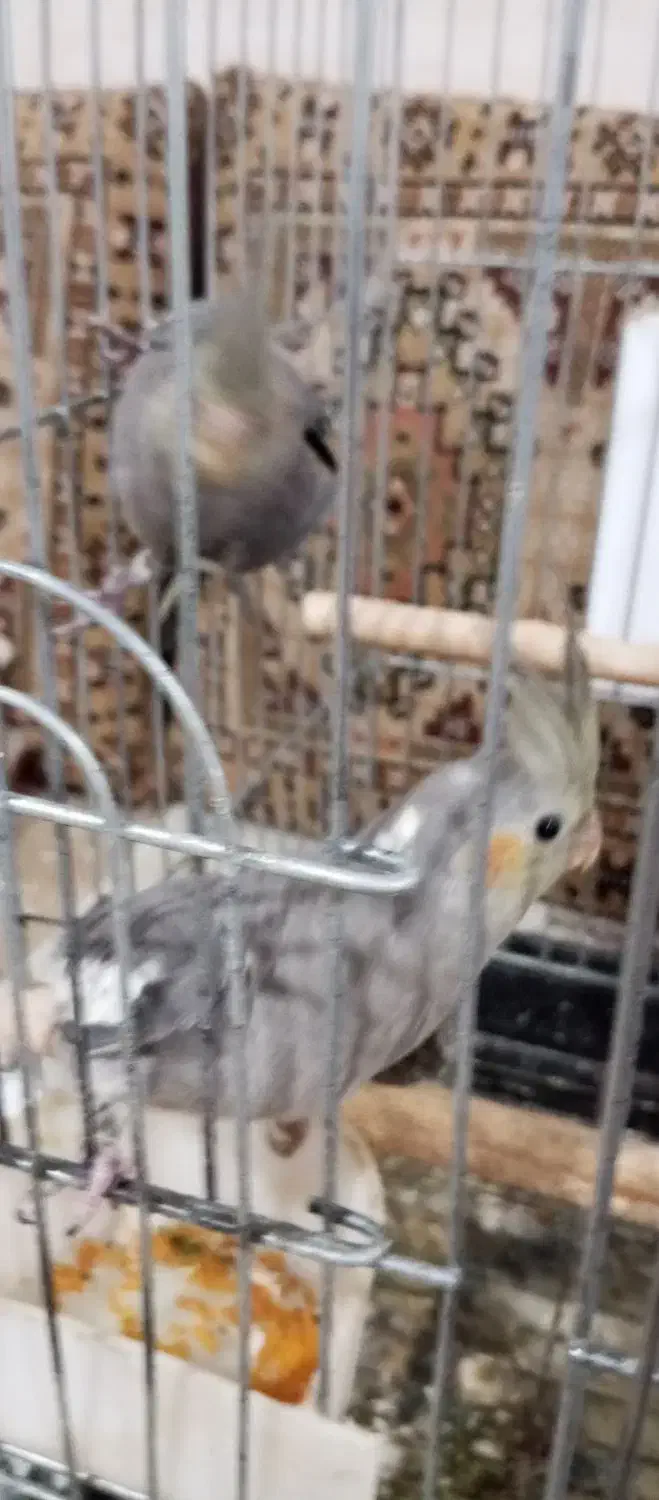 یک جفت عروس هلندی دو ماه|پرنده|دشتابی, |دیوار