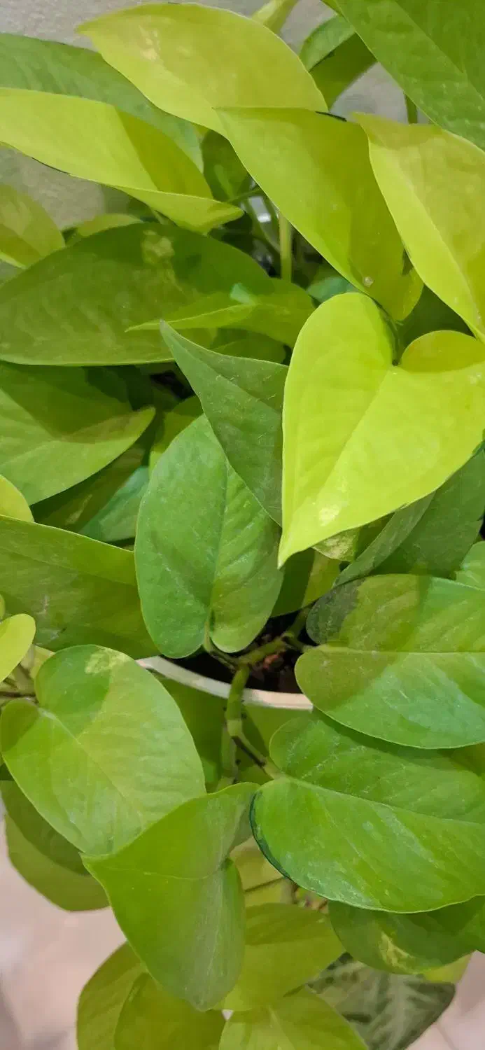 تدریس شیمی|خدمات آموزشی|نوشهر, |دیوار