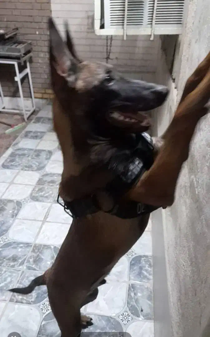 سگ مالینویز، نر|سگ|خرمشهر, |دیوار