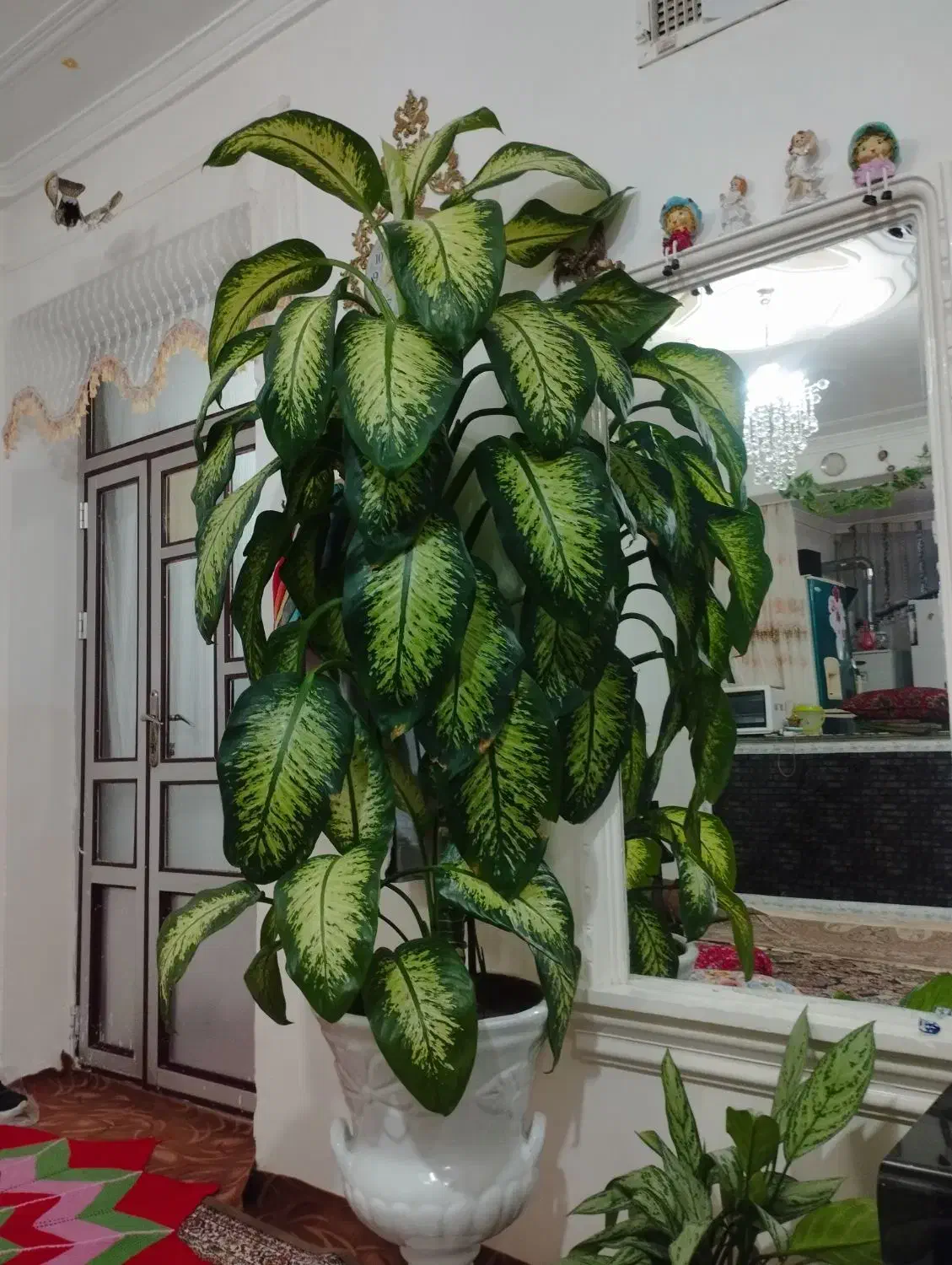 دیفن باخیا فروشی|گل و گیاه طبیعی|سراجو, |دیوار