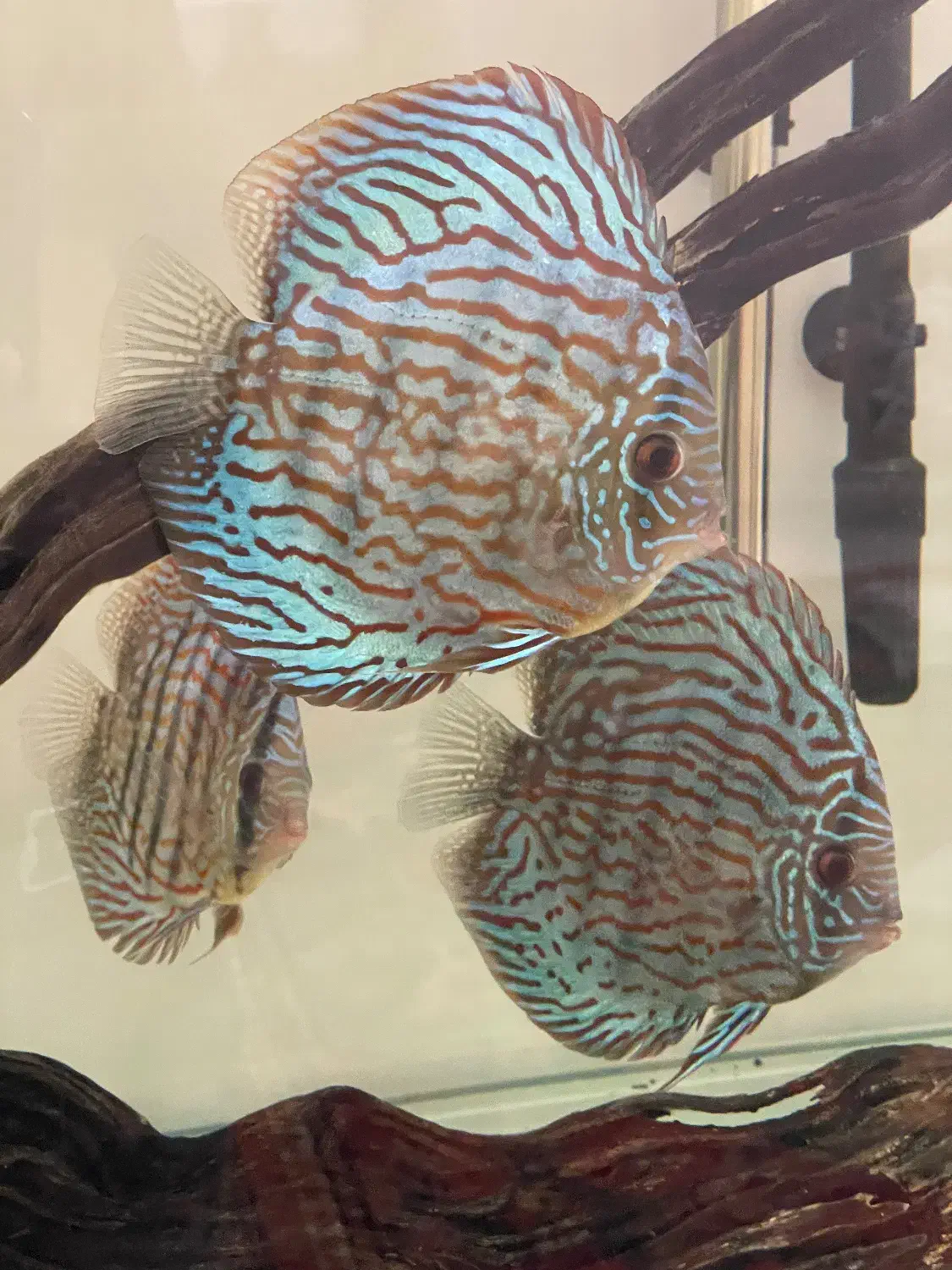 ماهی دیسکس|ماهی|مشهد, حجاب (شهرک غرب)|دیوار