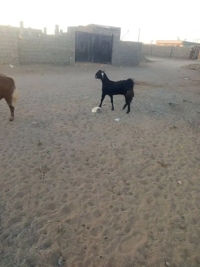 فروشی|حیوانات مزرعه|چابهار, |دیوار