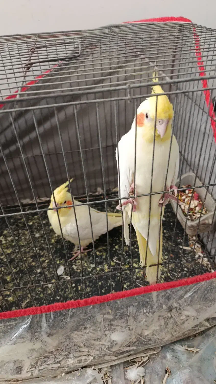 عروس هلندی|پرنده|گنبکی, |دیوار