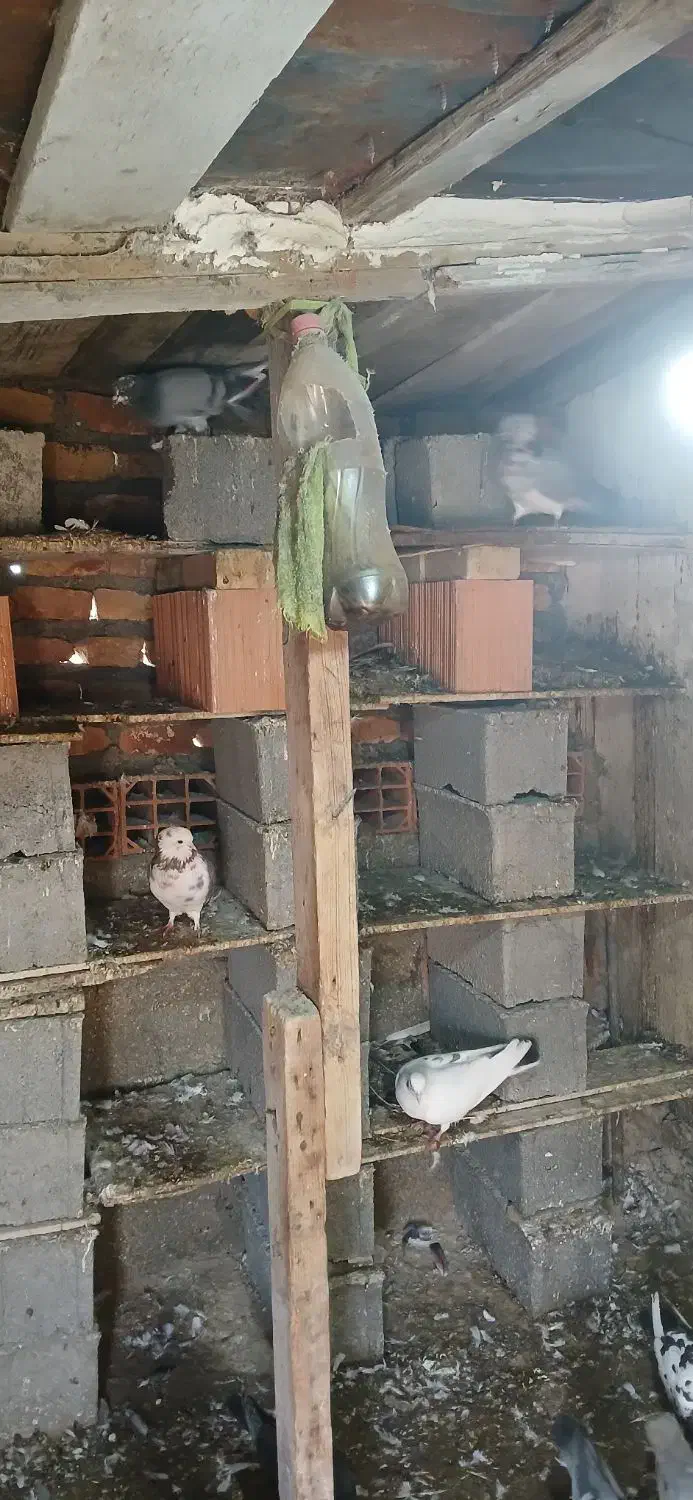 کبوتر تکپرساده|پرنده|گمیشان, |دیوار