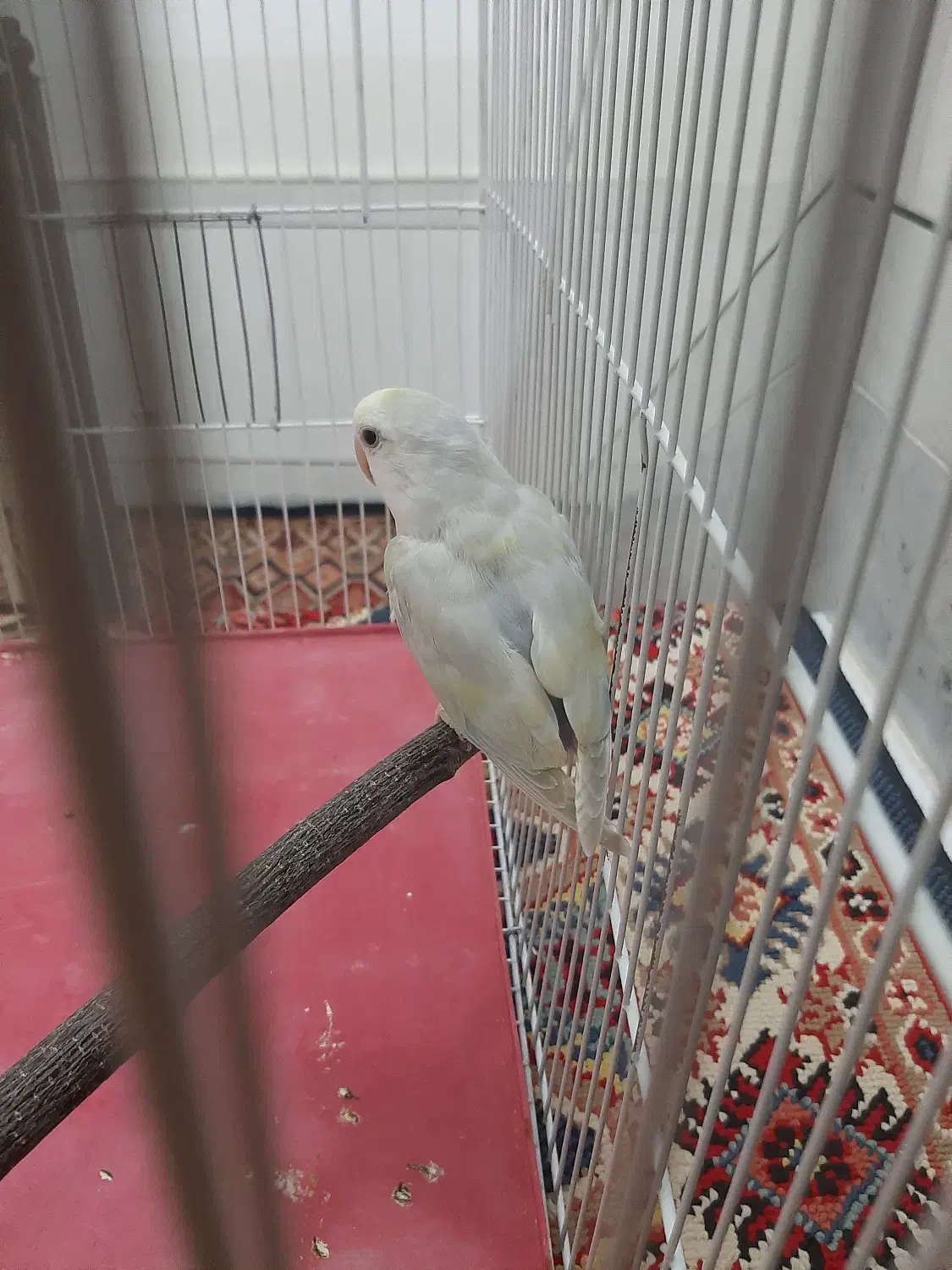 کوتوله نروماده قیمت مناسب|پرنده|آران و بیدگل, |دیوار