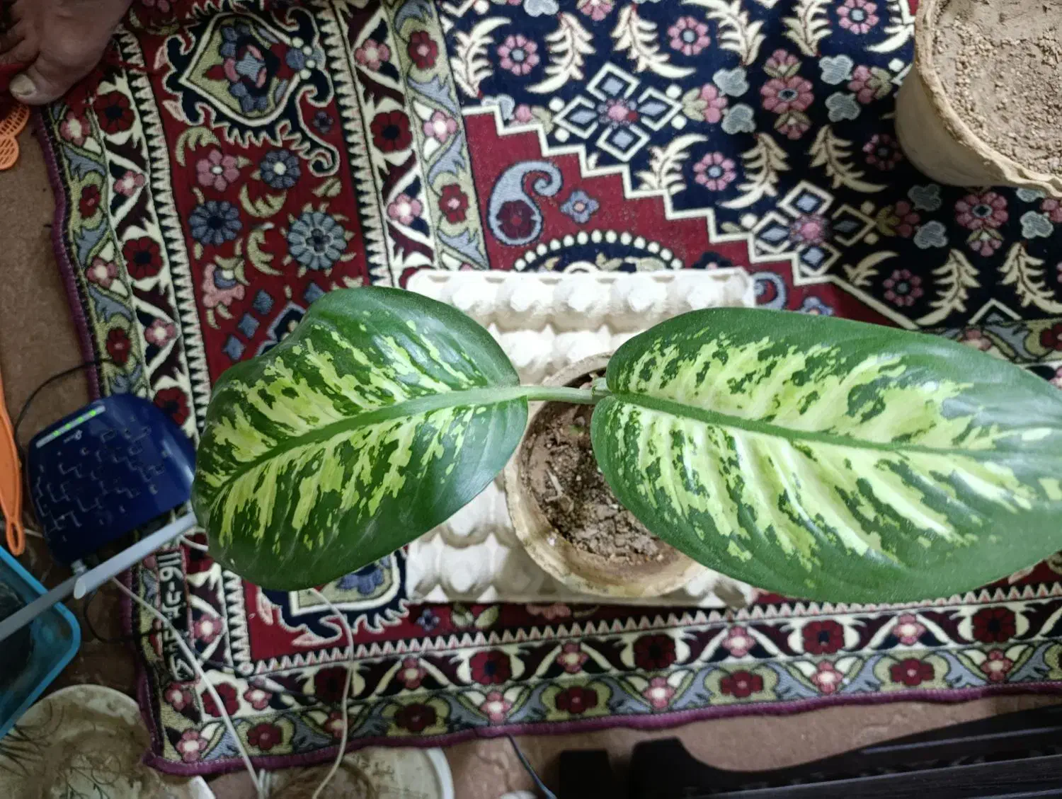 گل دیفن ۳عدد|گل و گیاه طبیعی|کرمان, |دیوار