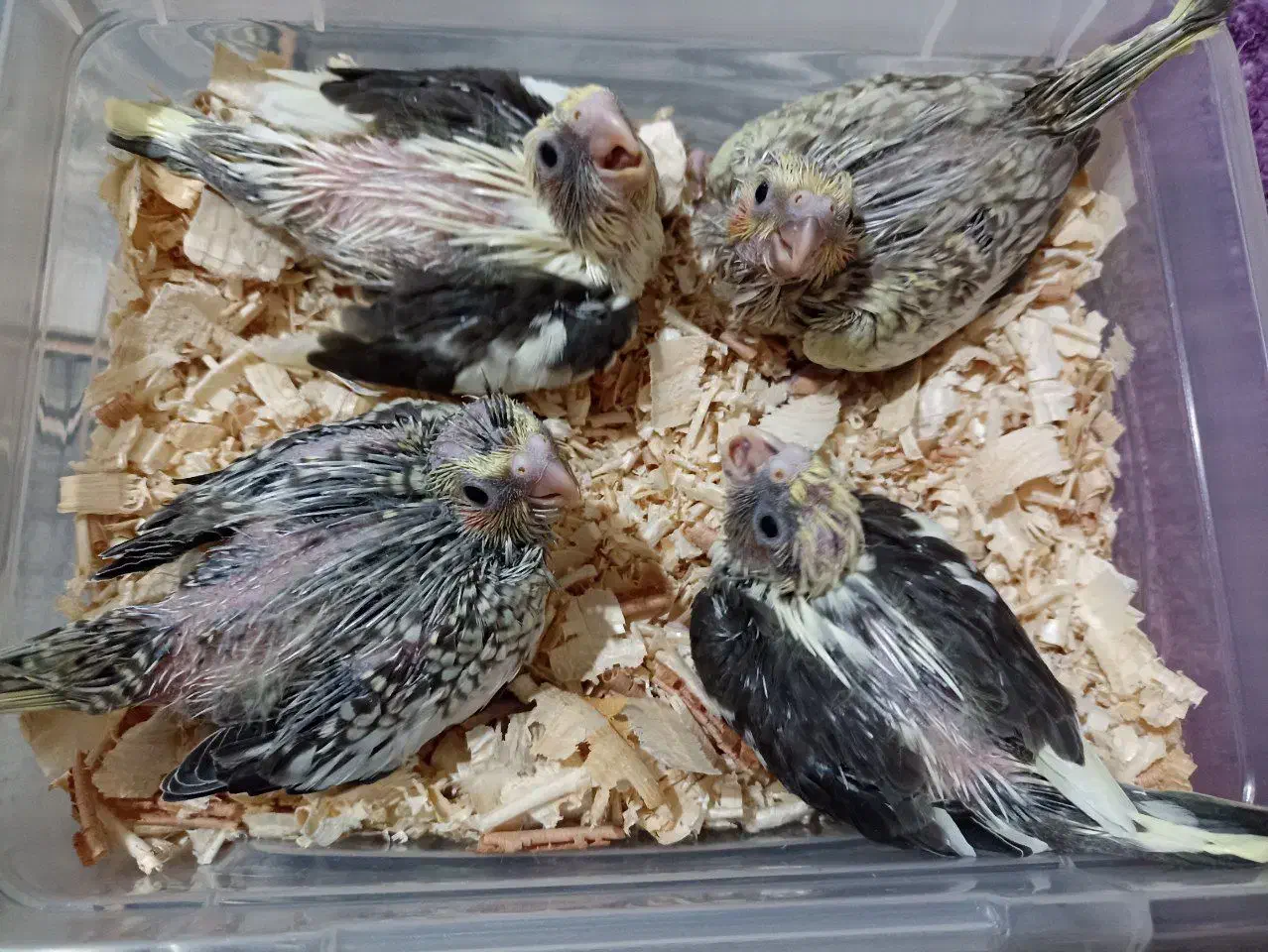 جوجه عروس هلندی سرلاکی|پرنده|تهران, تولید دارو|دیوار