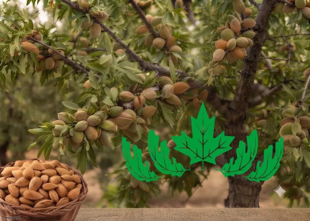 فروش نهال بادام آذر پربار ومقاوم به سرما|خدمات باغبانی و درختکاری|کرمانشاه, |دیوار