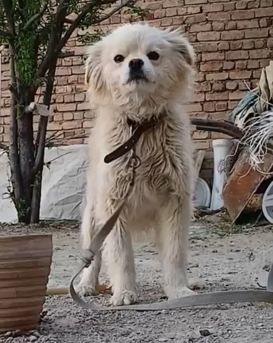 سگ.پاکوتاه.اشپیتز.|سگ|کبودرآهنگ, |دیوار