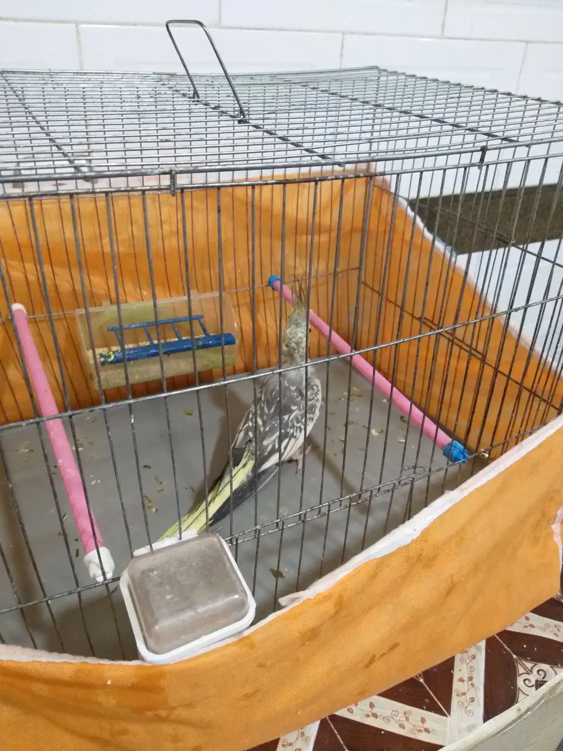 عروس|پرنده|شوشتر, |دیوار