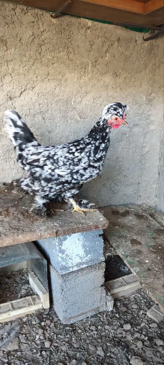 خروس ومرغ|حیوانات مزرعه|اصفهان, ارداجی|دیوار