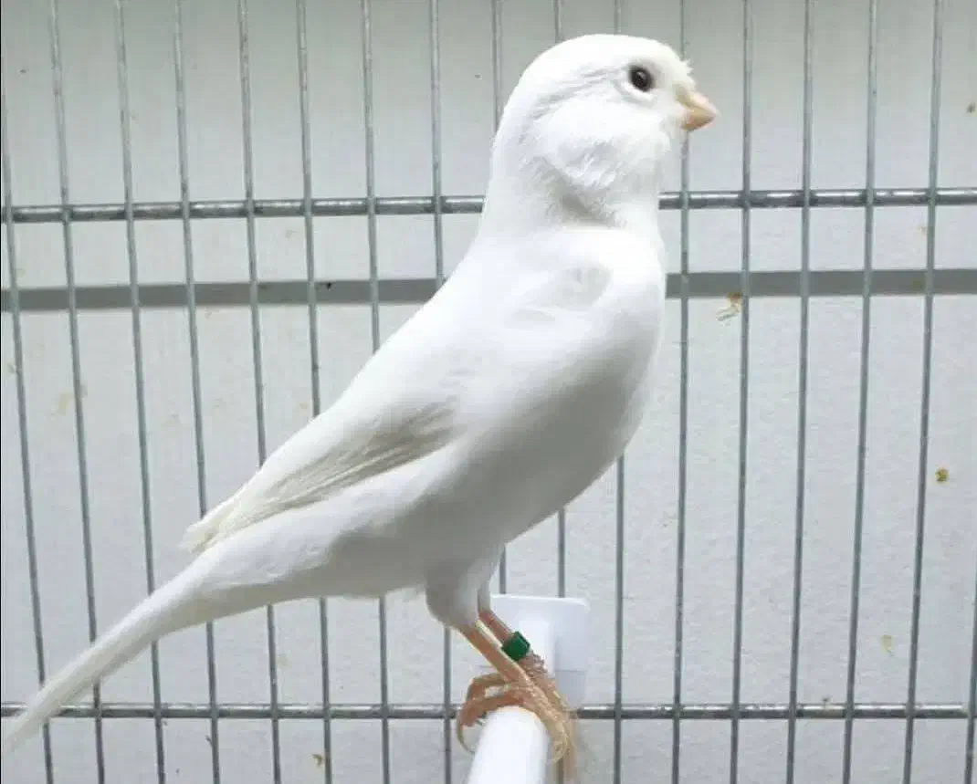 وایت فاکتور اورجینال|پرنده|خلیل آباد, |دیوار