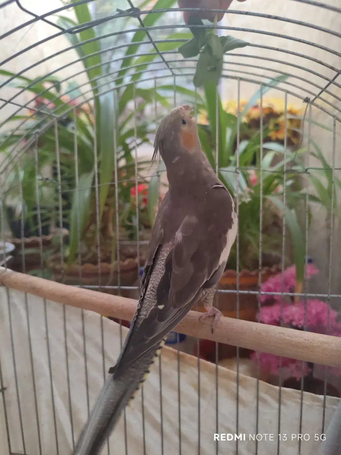 عروس هلندی|پرنده|شیراز, کوشک میدان|دیوار