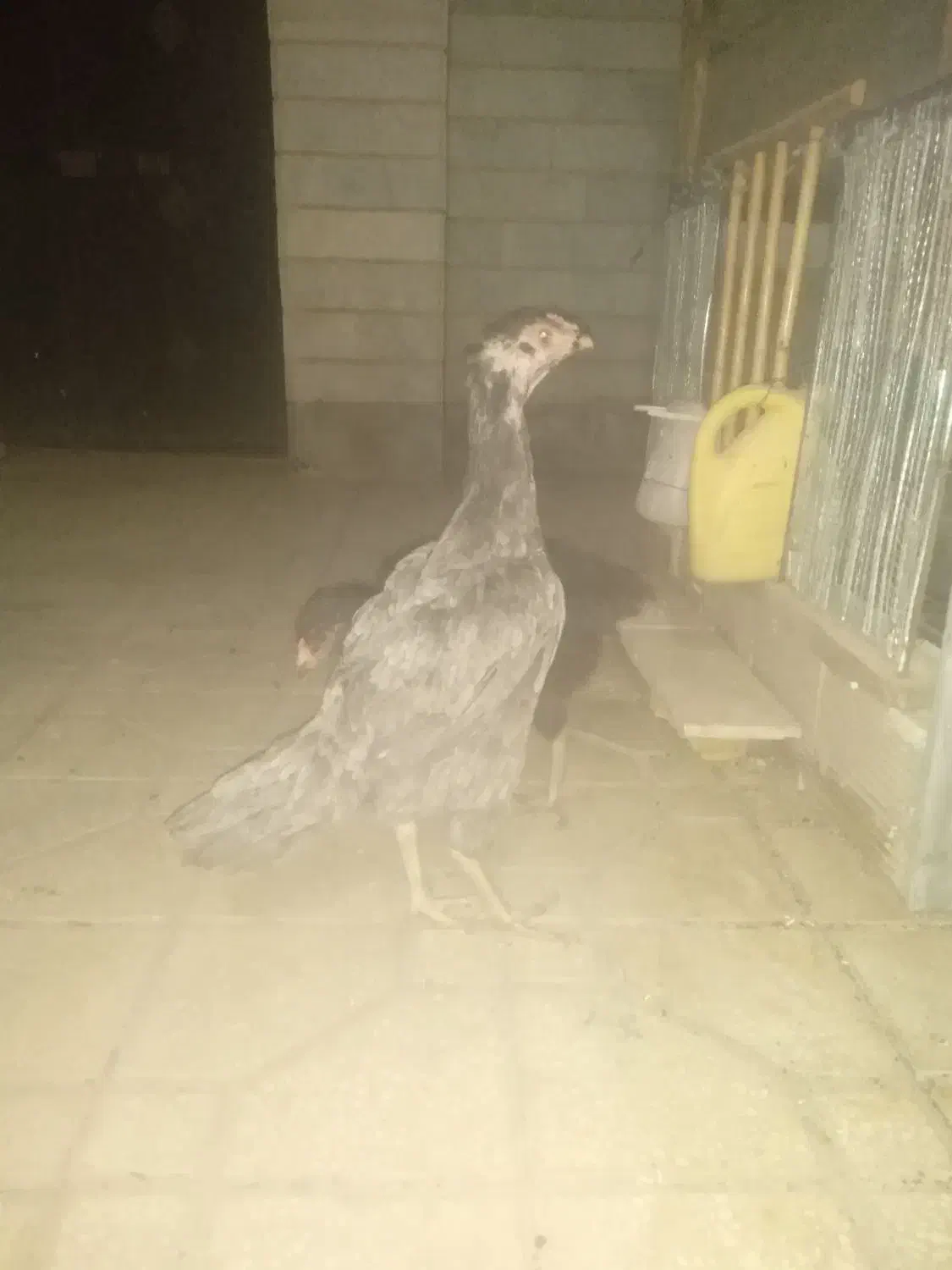 مرغ لاری طوسی وسیاه|حیوانات مزرعه|مهدی شهر, |دیوار