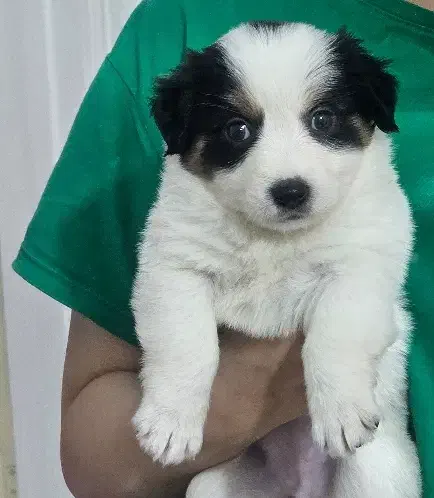 واگذاری توله سگ|سگ|تهران, امام حسین|دیوار