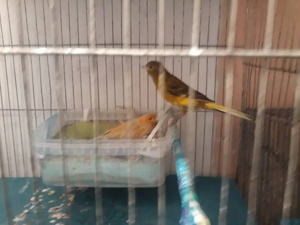 پرنده قناری فنچ سهره|پرنده|تهران, نازیآباد|دیوار