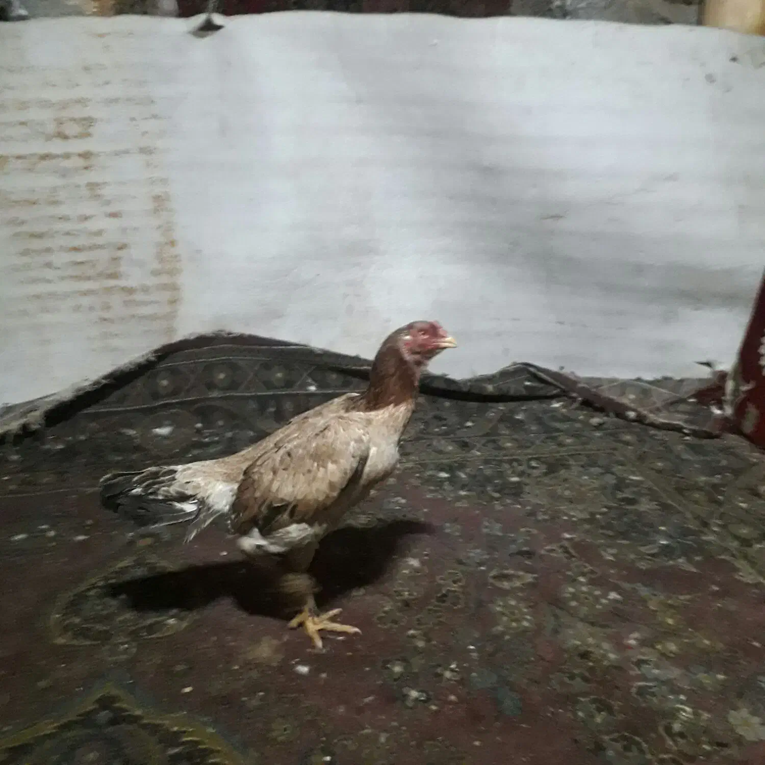 مرغ وخروس|حیوانات مزرعه|سردشت, |دیوار