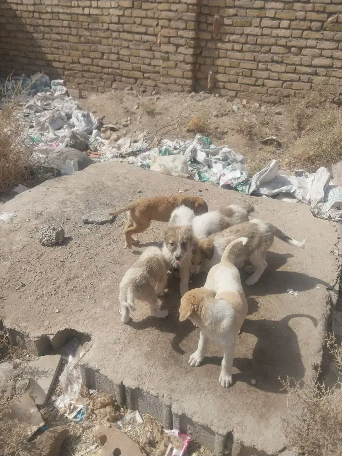 توله سگ نگهبان|سگ|رشتخوار, |دیوار