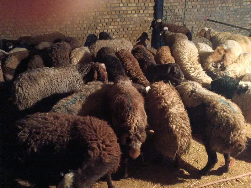 10میش وبره|حیوانات مزرعه|زاغه, |دیوار