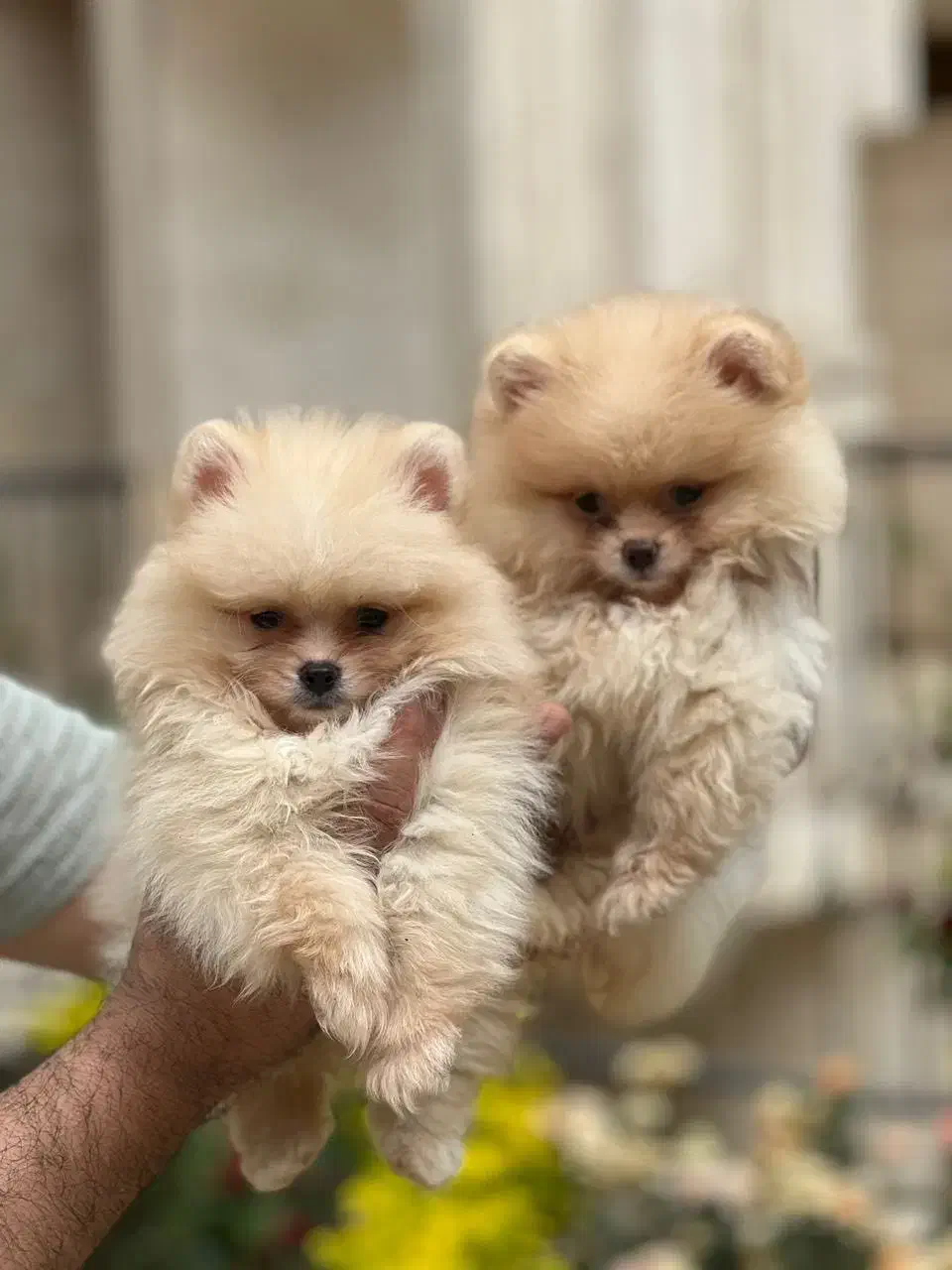 سگ فنجونی تیکاپ سایز و گربه|سگ|تهران, شهرک غرب|دیوار