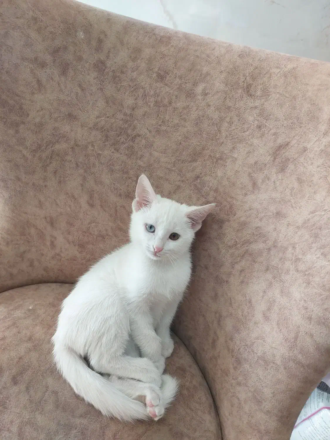 گربه ناز و خوشگل|گربه|شیراز, زرهی|دیوار