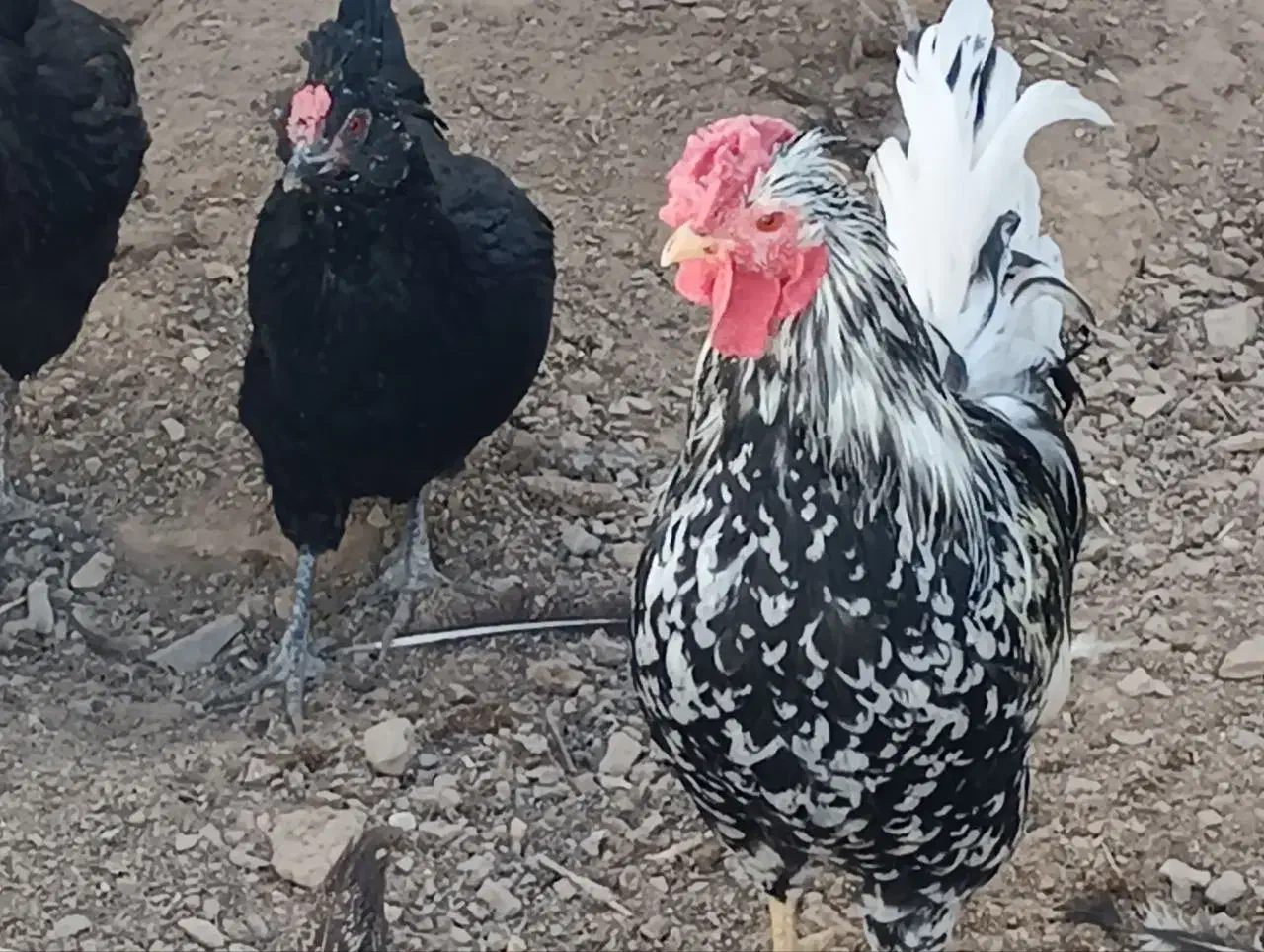 مرغ و خروس گلین|حیوانات مزرعه|جوین, |دیوار