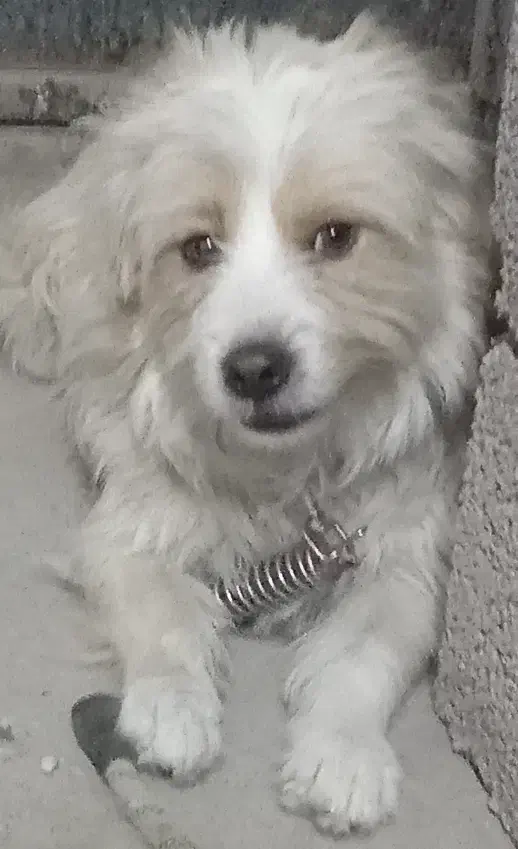 سگ پاکوتاه|سگ|گلبهار, شهر جدید گلبهار|دیوار